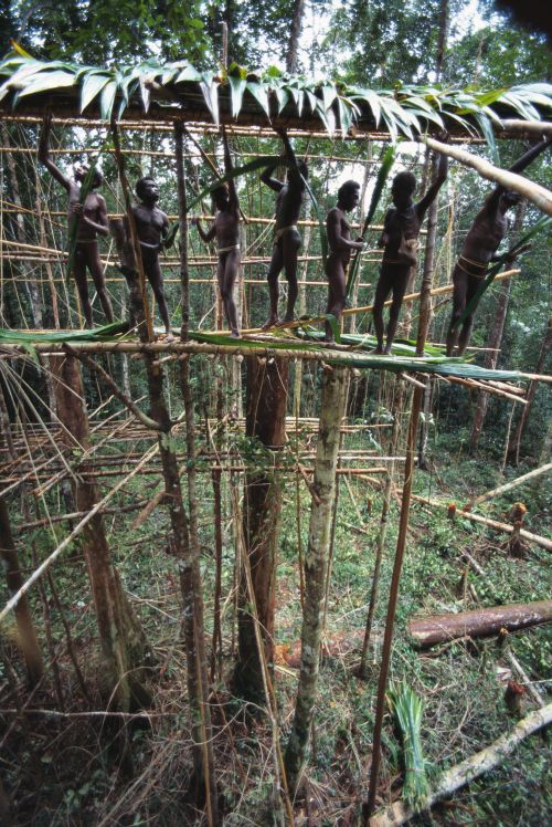 The roof of a treehouse is usually made as a group activity, and it’s made out of leaves from the sago palm. When completed, the house will be walled and floored with tree bark, and divided equally into male and female sections.